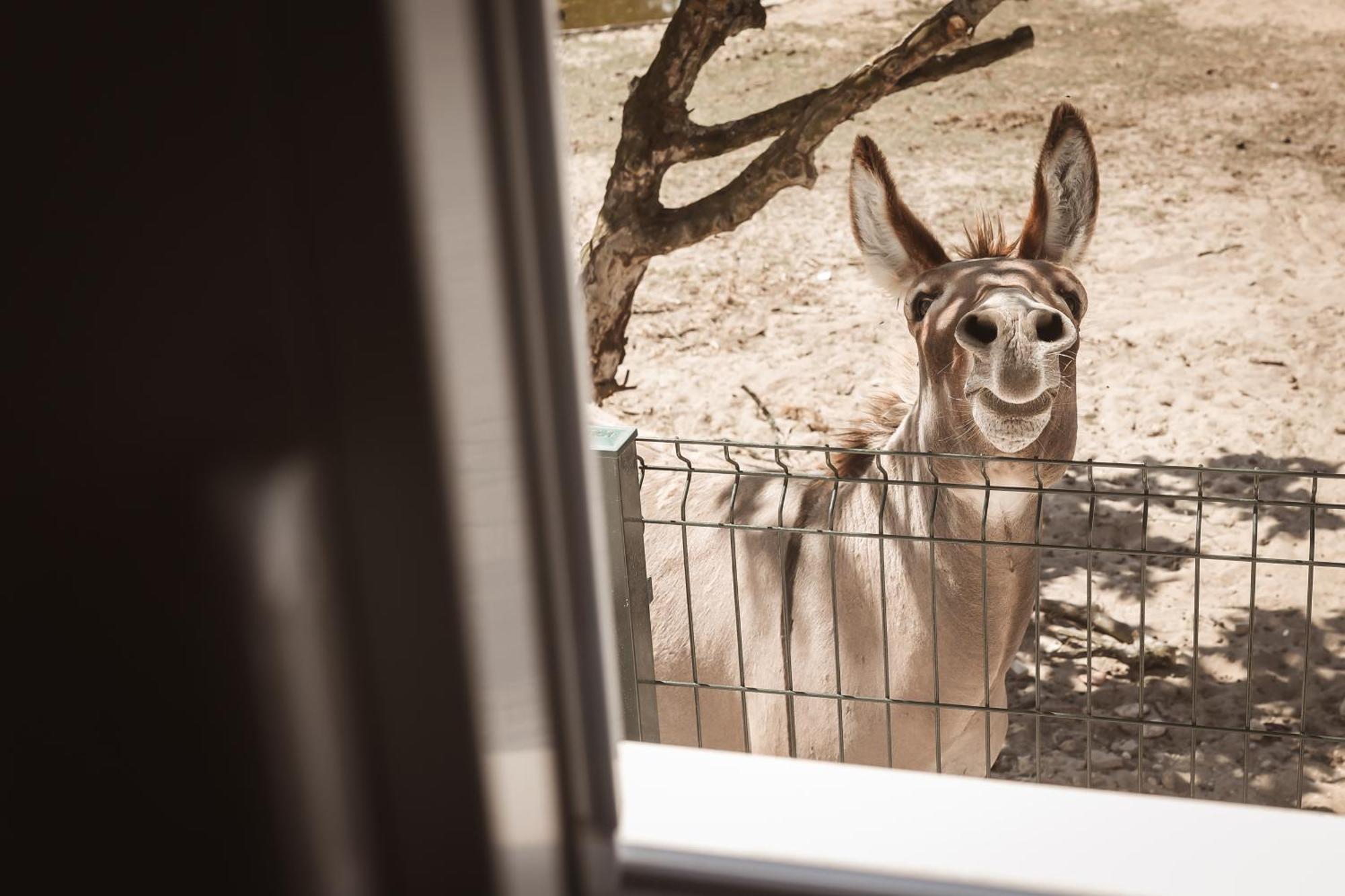 Quinta Das Cacadoras - Animal Lovers Only Palmela Dış mekan fotoğraf