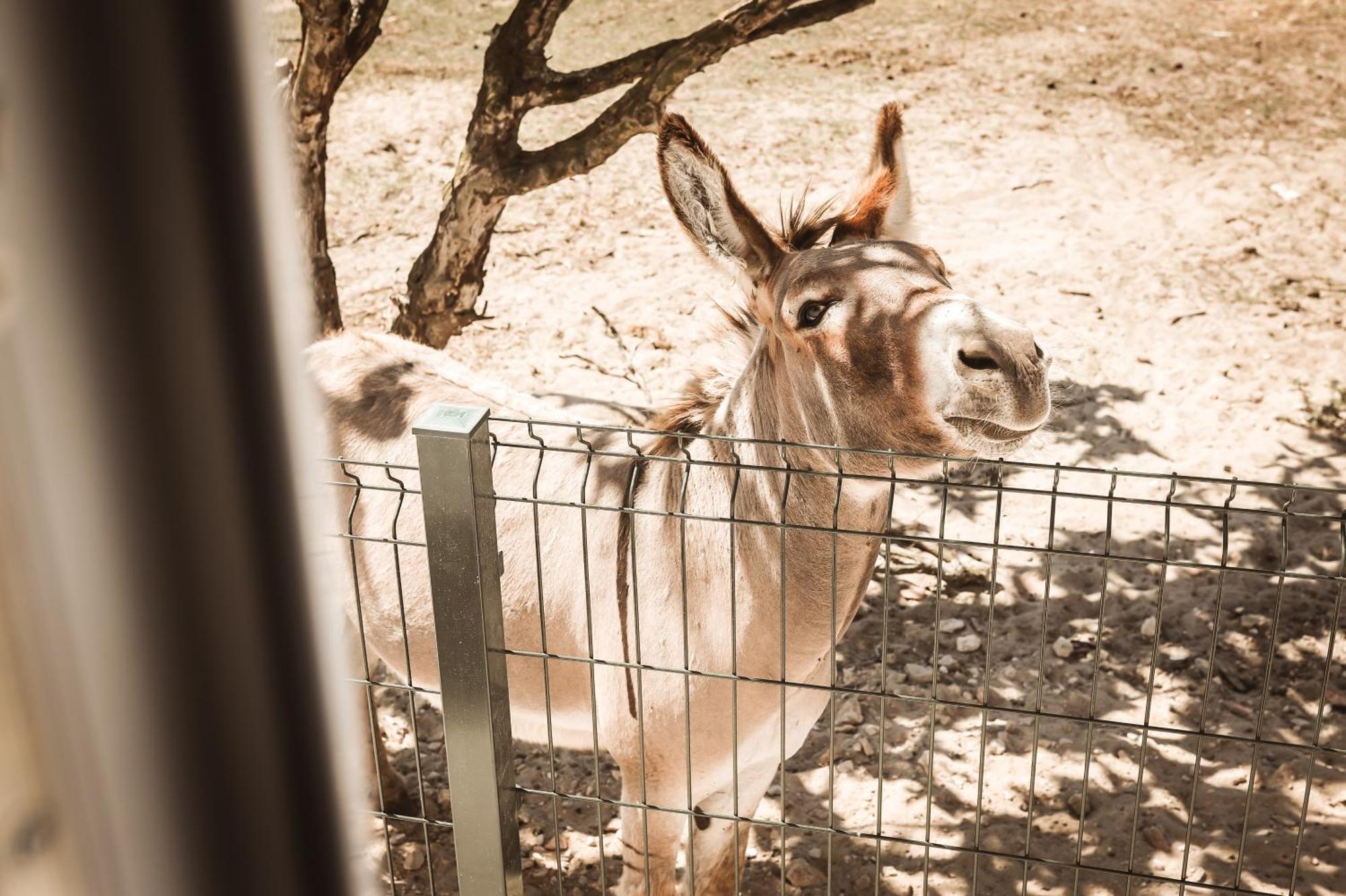Quinta Das Cacadoras - Animal Lovers Only Palmela Dış mekan fotoğraf